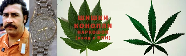 прущие грибы Новодвинск